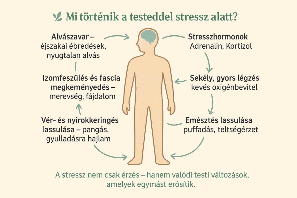 koncsek krisztina kronikus betegseg szakerto gyulladas folyamata konzultacio